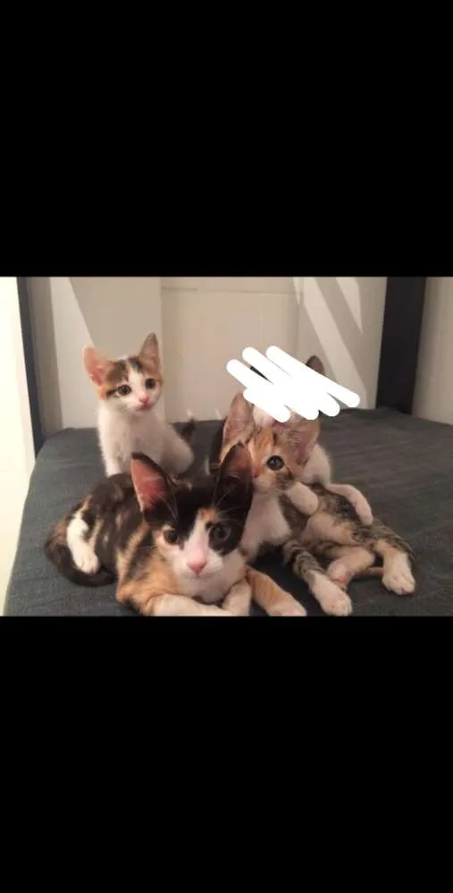 Gato raça Srd idade 2 a 6 meses nome Ohani, Biscuit e Gig