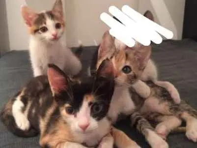 Gato raça Srd idade 2 a 6 meses nome Ohani, Biscuit e Gig