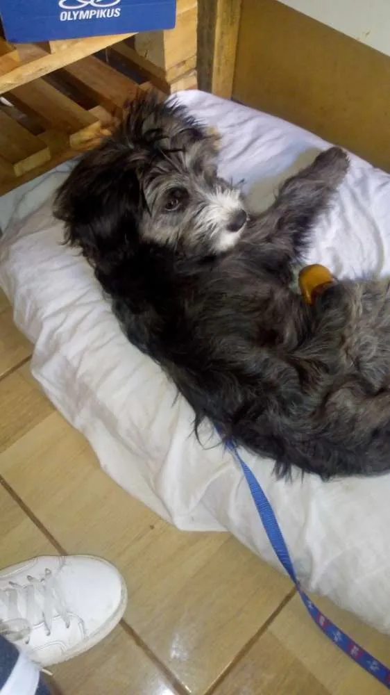 Cachorro ra a Não sei idade 2 a 6 meses nome Vagabundo