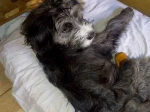 Cachorro raça Não sei idade 2 a 6 meses nome Vagabundo