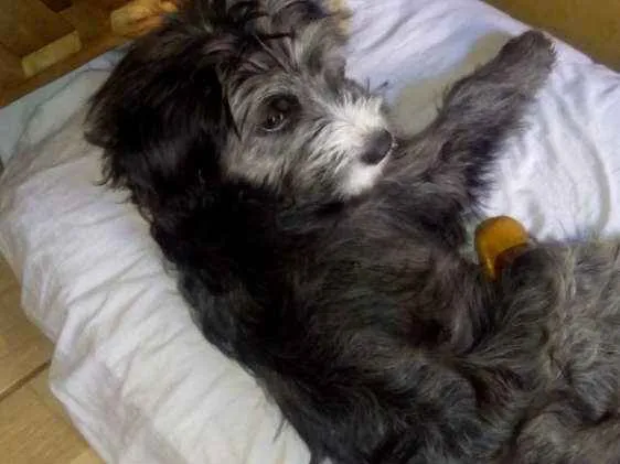 Cachorro ra a Não sei idade 2 a 6 meses nome Vagabundo