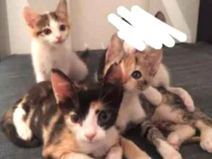 Gato raça Srd idade 2 a 6 meses nome Ohani, Biscuit e Gig