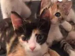 Gato raça Srd idade 2 a 6 meses nome Ohani, Biscuit e Gig