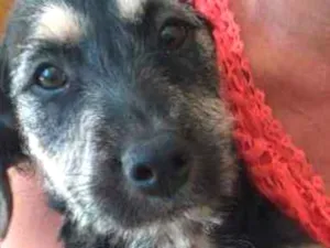 Cachorro raça Puldo idade 2 a 6 meses nome Nana