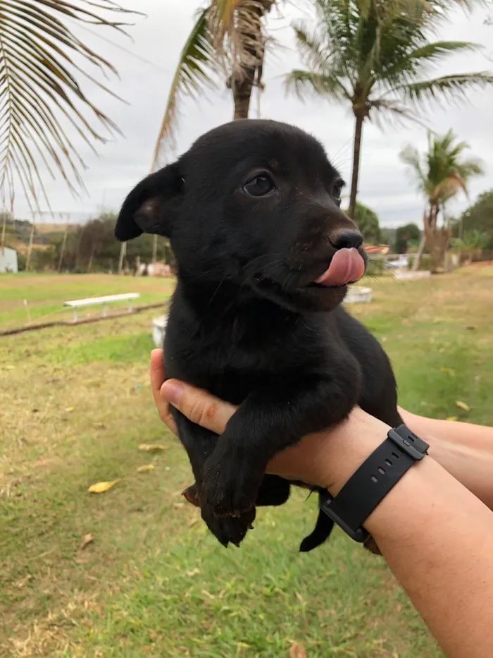Cachorro ra a Pastor Alemão com vira lata idade 2 a 6 meses nome FLORZINHA