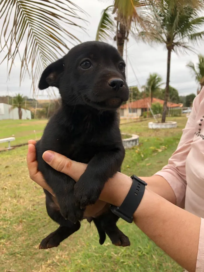 Cachorro ra a Pastor Alemão com vira lata idade 2 a 6 meses nome FLORZINHA