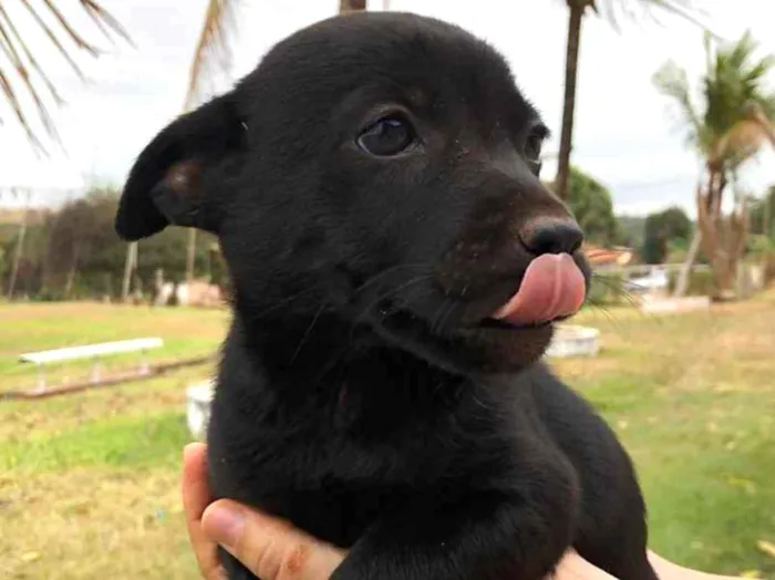 Cachorro ra a Pastor Alemão com vira lata idade 2 a 6 meses nome FLORZINHA