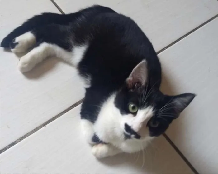 Gato ra a Frajola  idade 2 a 6 meses nome Laila linda 