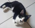 Laila linda