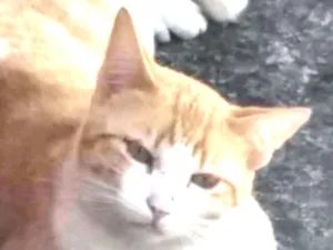 Gato raça Srd ruivinho  idade 1 ano nome Carlito adoção 