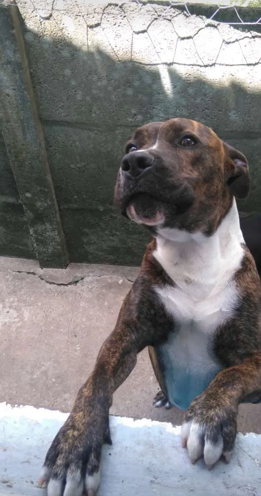 Cachorro ra a Pitbull idade 5 anos nome Perseu