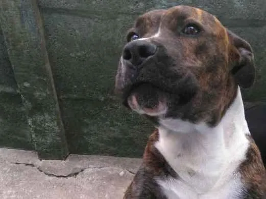 Cachorro ra a Pitbull idade 5 anos nome Perseu
