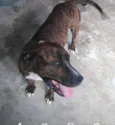 Perseu