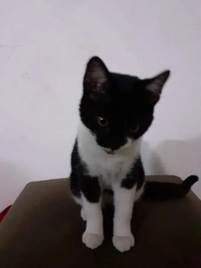 Gato ra a Indefinida idade 2 a 6 meses nome Sapeca