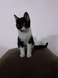 Sapeca