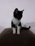 Sapeca