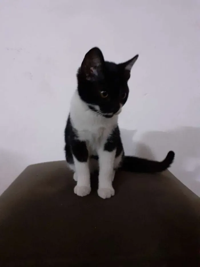 Gato ra a Indefinida idade 2 a 6 meses nome Sapeca