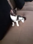Sapeca