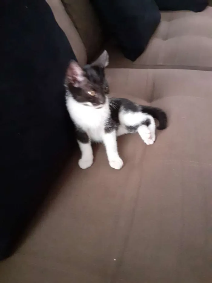 Gato ra a Indefinida idade 2 a 6 meses nome Sapeca
