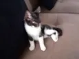 Sapeca