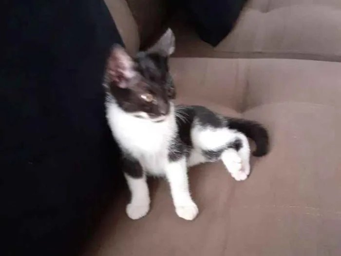 Gato ra a Indefinida idade 2 a 6 meses nome Sapeca