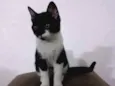 Sapeca