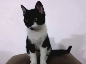 Gato raça Indefinida idade 2 a 6 meses nome Sapeca