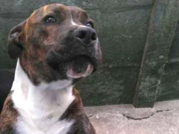 Cachorro ra a Pitbull idade 5 anos nome Perseu