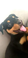 Lyka