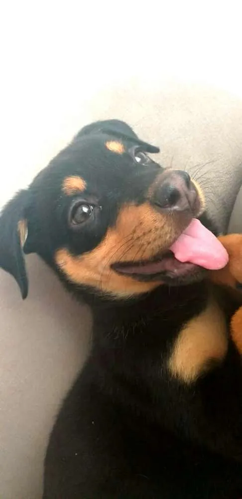 Cachorro ra a  idade 2 a 6 meses nome Lyka