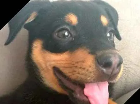 Cachorro ra a  idade 2 a 6 meses nome Lyka