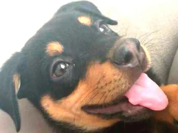 Cachorro ra a  idade 2 a 6 meses nome Lyka