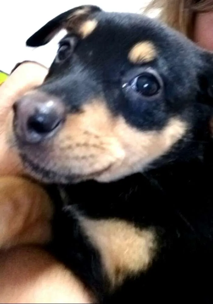 Cachorro ra a  idade 2 a 6 meses nome Lyka