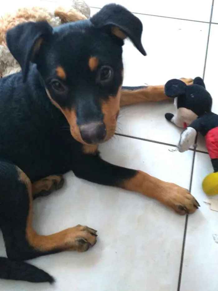 Cachorro ra a  idade 2 a 6 meses nome Lyka