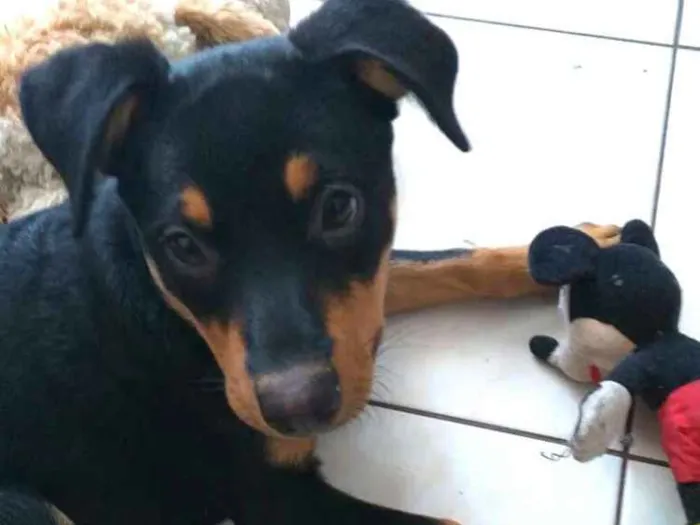 Cachorro ra a  idade 2 a 6 meses nome Lyka