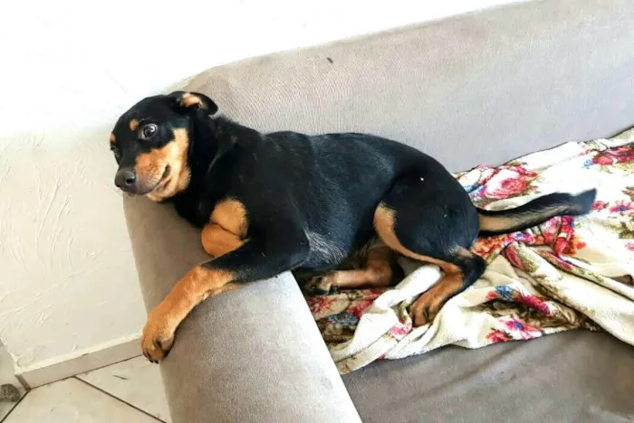 Cachorro ra a  idade 2 a 6 meses nome Lyka