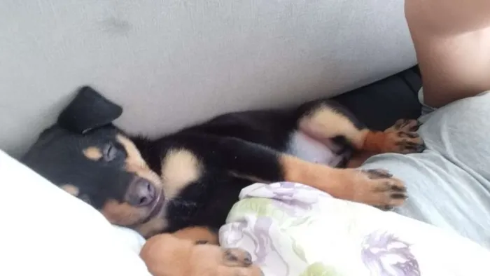 Cachorro ra a  idade 2 a 6 meses nome Lyka
