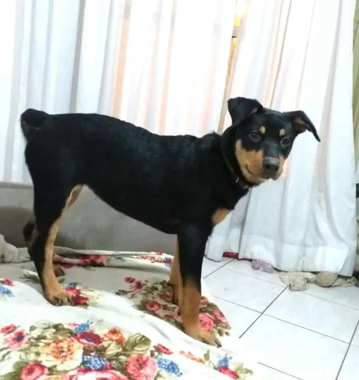 Cachorro ra a  idade 2 a 6 meses nome Lyka