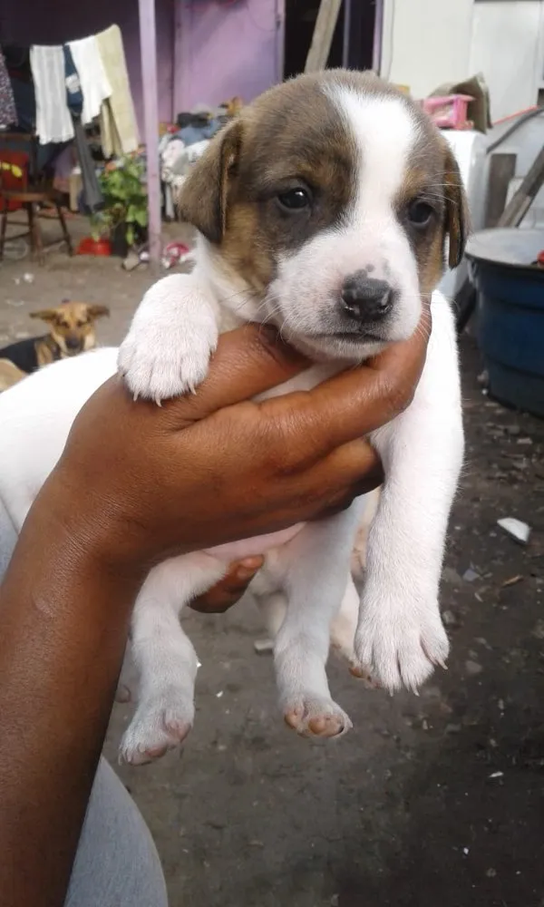Cachorro ra a Srd  idade Abaixo de 2 meses nome Bebês adoção urgente