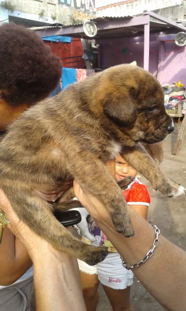Cachorro ra a Srd  idade Abaixo de 2 meses nome Bebês adoção urgente