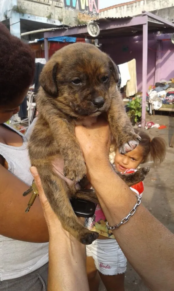 Cachorro ra a Srd  idade Abaixo de 2 meses nome Bebês adoção urgente