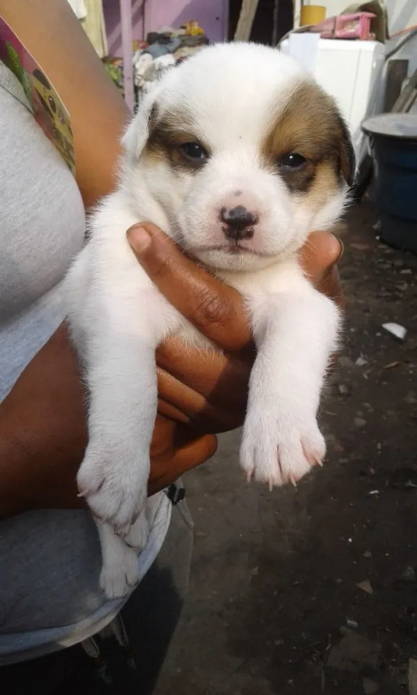 Cachorro ra a Srd  idade Abaixo de 2 meses nome Bebês adoção urgente