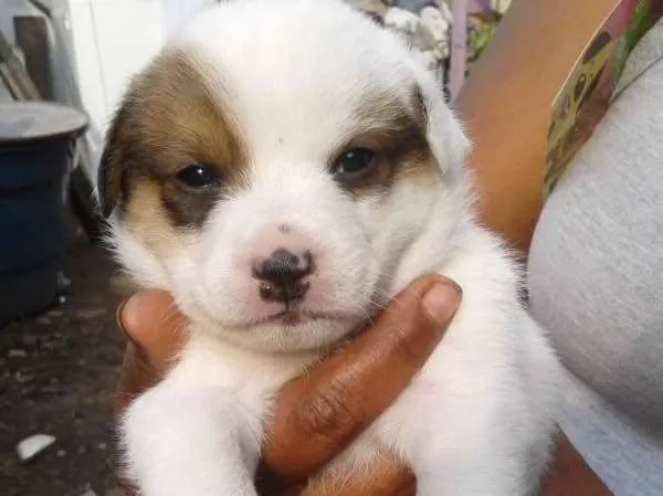 Cachorro ra a Srd  idade Abaixo de 2 meses nome Bebês adoção urgente