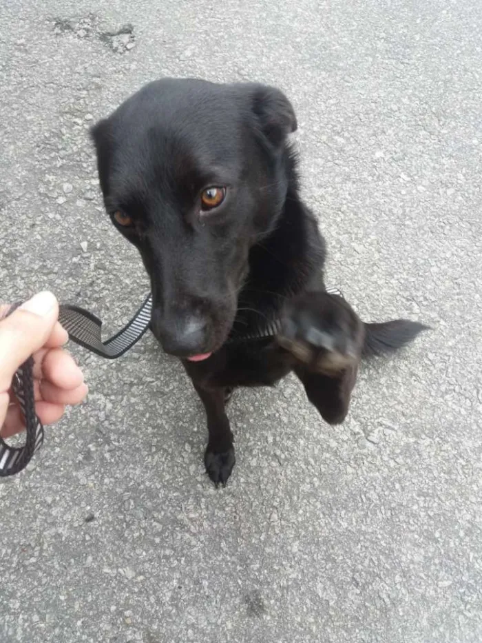 Cachorro raça SRD idade 3 anos nome Pretinho