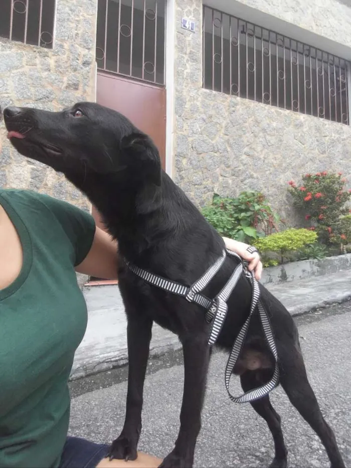 Cachorro raça SRD idade 3 anos nome Pretinho