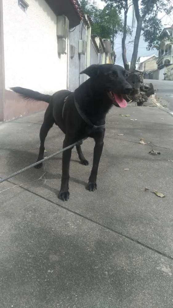 Cachorro raça SRD idade 3 anos nome Pretinho