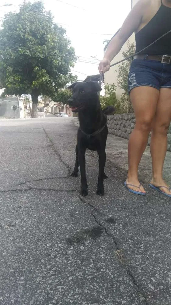Cachorro raça SRD idade 3 anos nome Pretinho