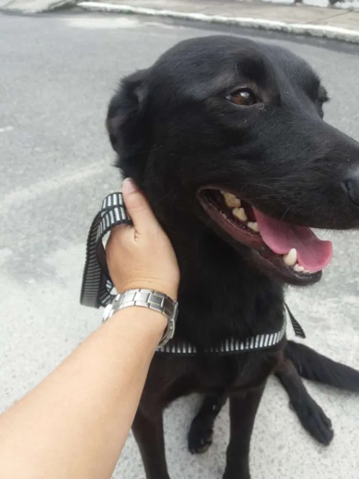 Cachorro raça SRD idade 3 anos nome Pretinho