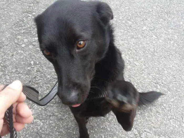 Cachorro raça SRD idade 3 anos nome Pretinho