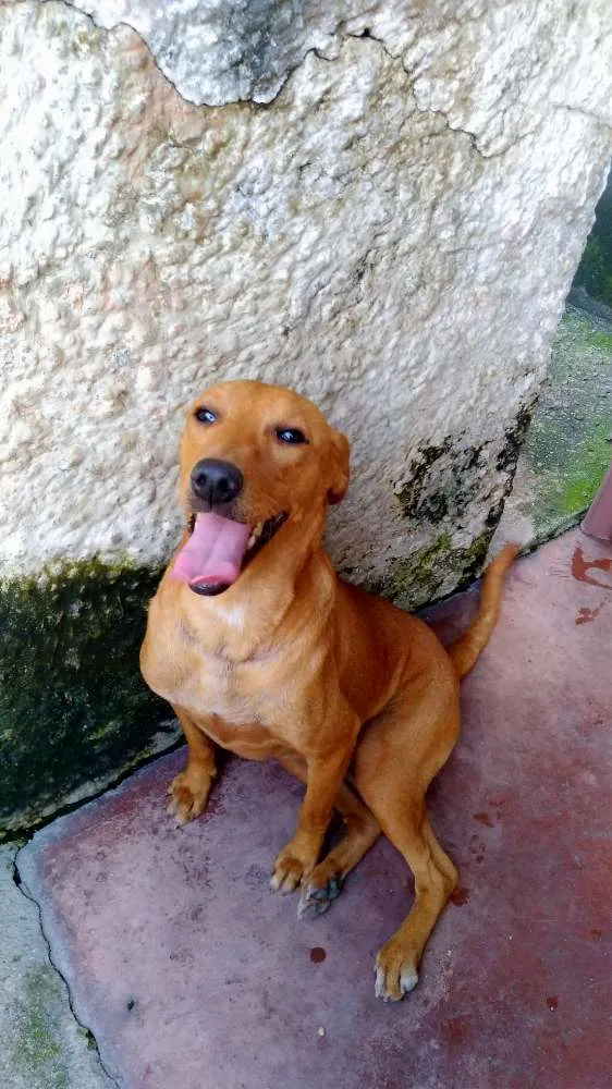 Cachorro ra a SRD idade 1 ano nome S/nome